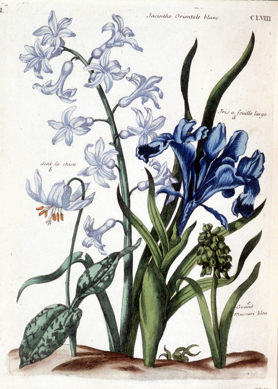 Valkoinen itämainen hyasintti, isolehtinen iiris, koiran hammas, iso sininen muscari - Maria Sibylla de Merianin "Surinamin ja koko Euroopan hyönteisten yleishistoriassa", toim. Desnos, Pariisi tekijältä Maria Sibylla Merian