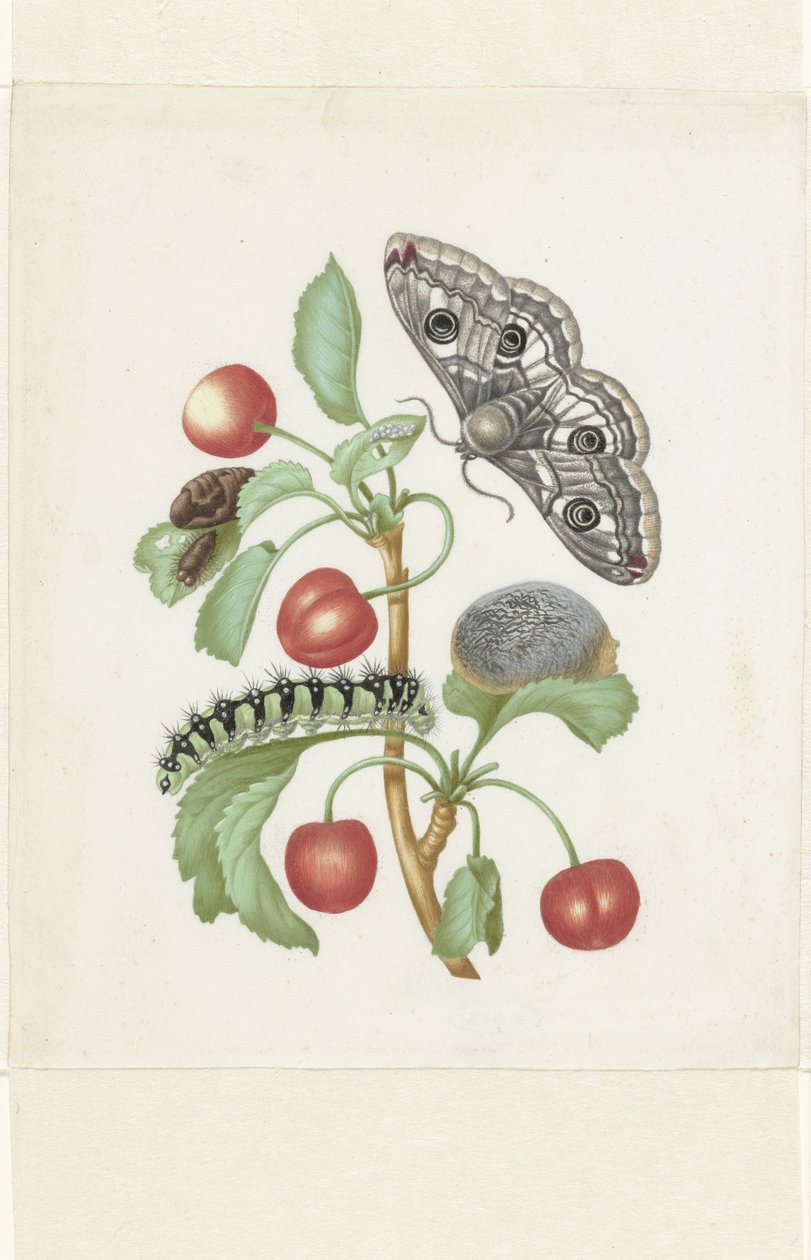 Pienen keisariperhosen metamorfoosi tekijältä Maria Sibylla Merian (workshop of)