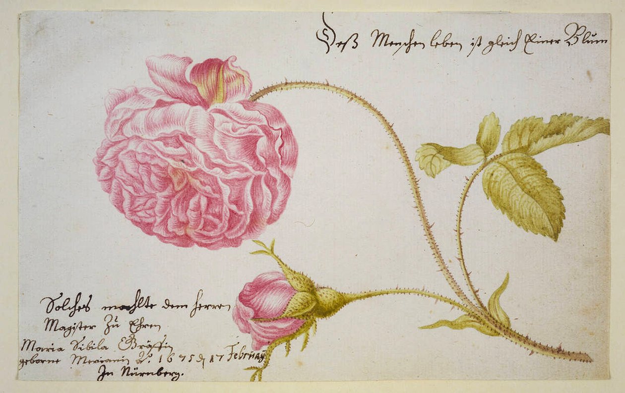 Albumiarkki ruusulla, 1675 tekijältä Maria Sibylla Merian