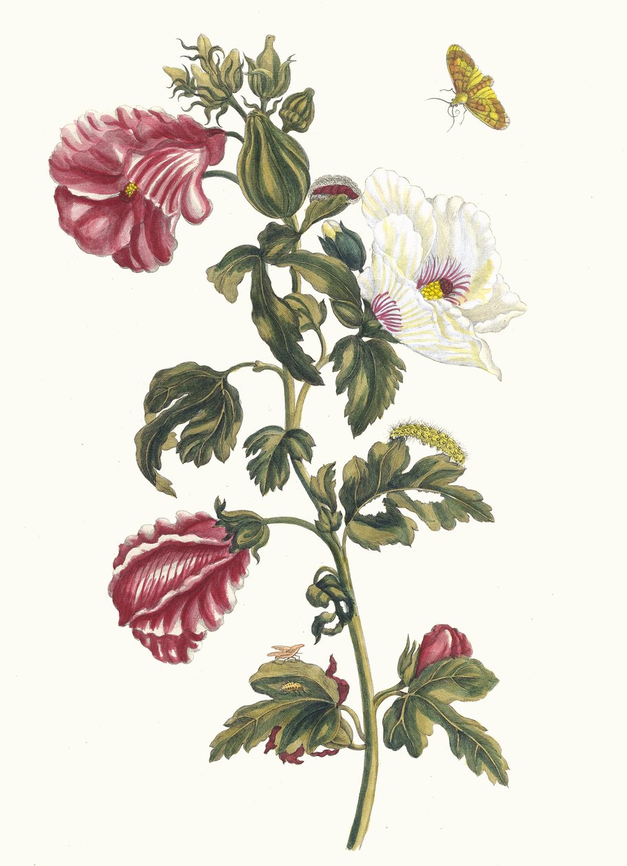 Althea. Kirjasta Metamorphosis insectorum Surinamensium, 1705. tekijältä Maria Sibylla Merian