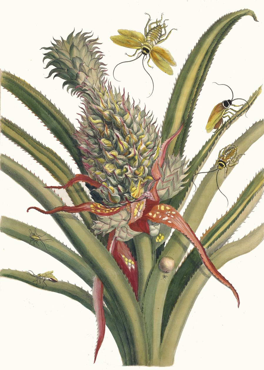 Ananas. Kirjasta Metamorphosis insectorum Surinamensium, 1705. tekijältä Maria Sibylla Merian