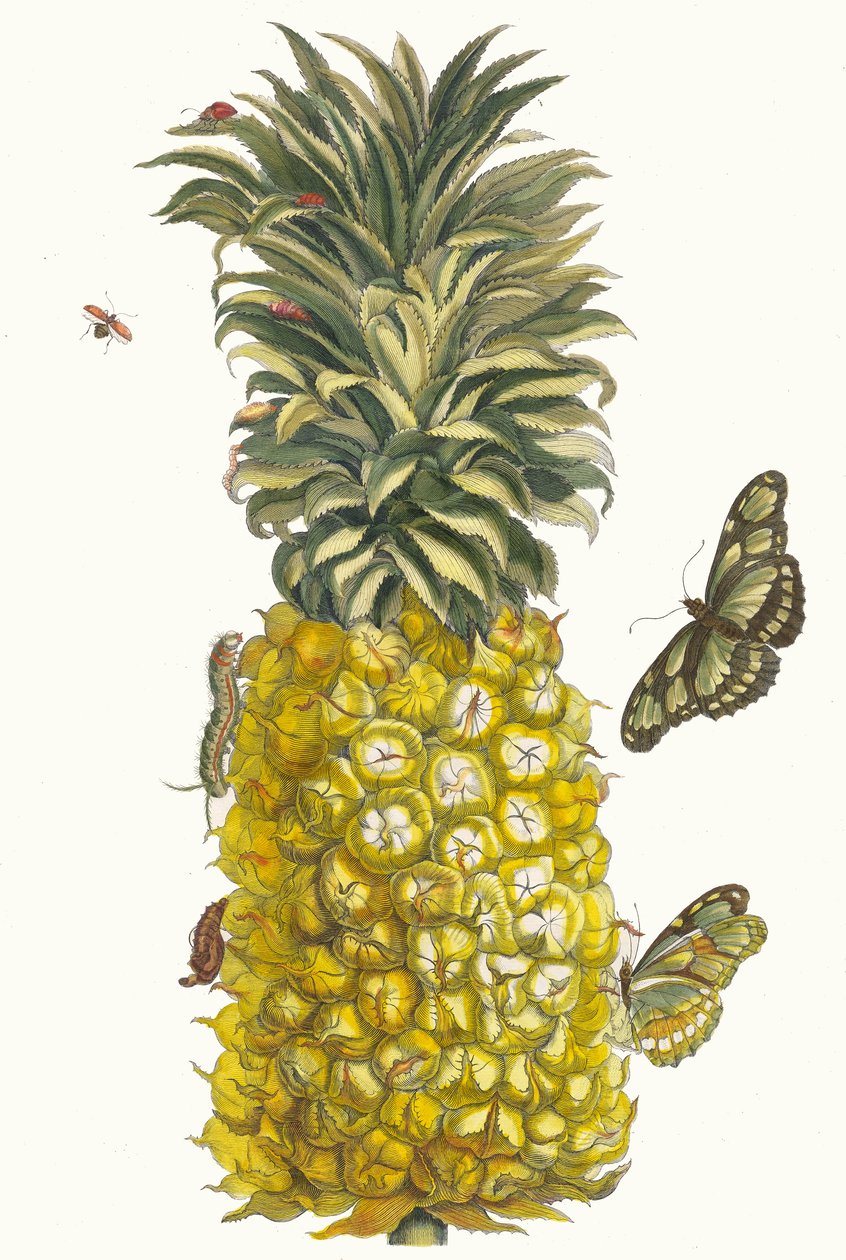 Ananas mur. Kirjasta Metamorphosis insectorum Surinamensium, 1705. tekijältä Maria Sibylla Merian