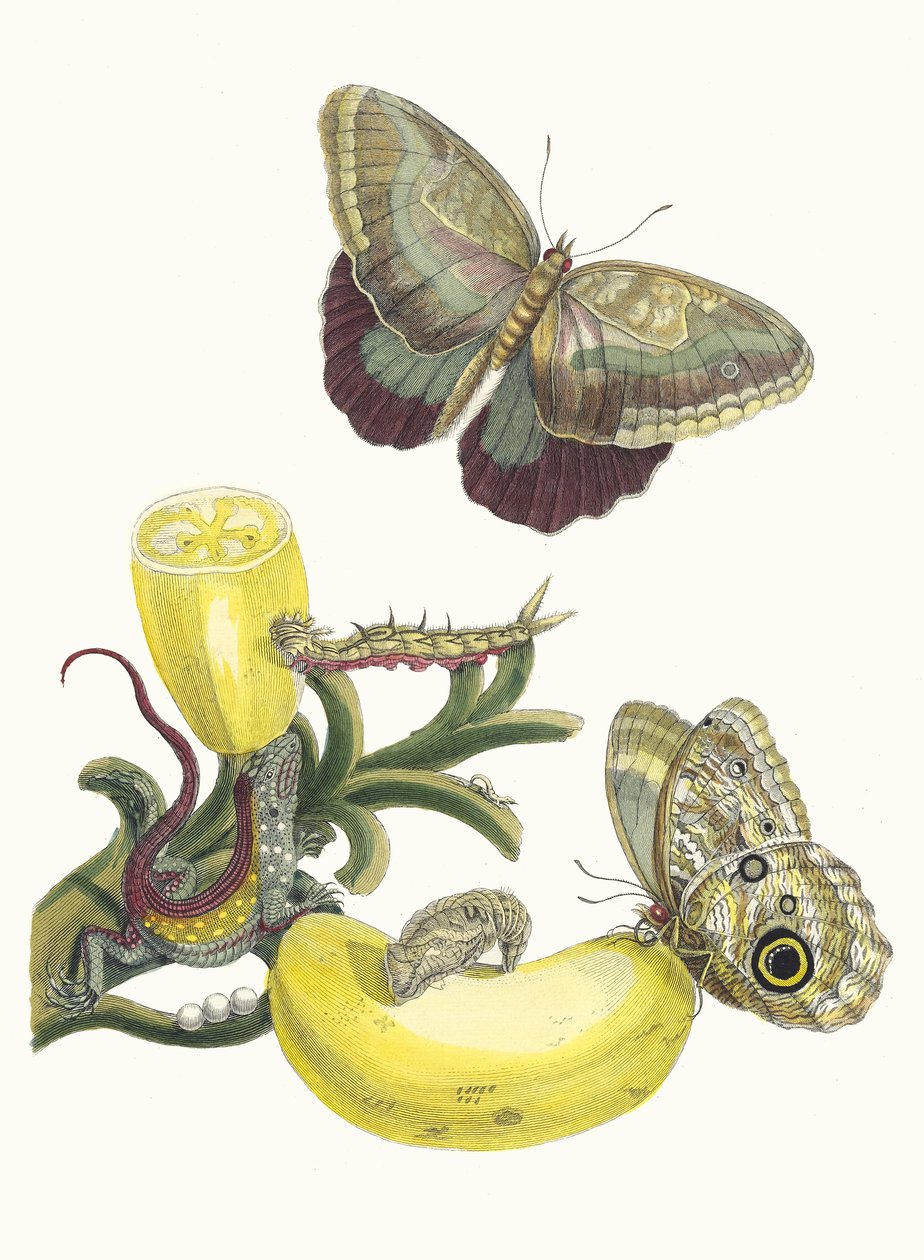 Baccoles. Kirjasta Metamorphosis insectorum Surinamensium, 1705. tekijältä Maria Sibylla Merian