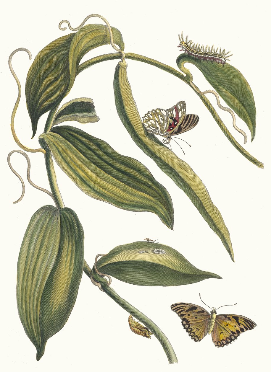 Banille. Kirjasta Metamorphosis insectorum Surinamensium, 1705. tekijältä Maria Sibylla Merian