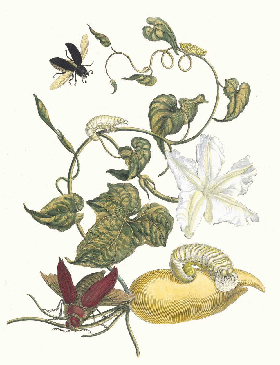 Battattes. Kirjasta Metamorphosis insectorum Surinamensium, 1705. tekijältä Maria Sibylla Merian