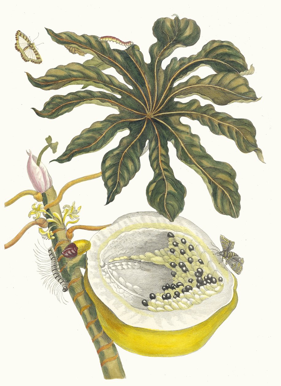 Carica papaija. Kirjasta Metamorphosis insectorum Surinamensium, 1705. tekijältä Maria Sibylla Merian