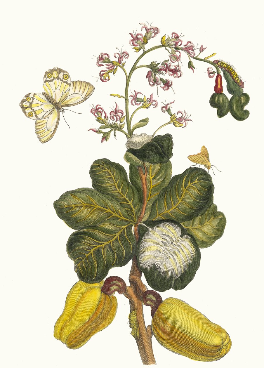 Caschou. Kirjasta Metamorphosis insectorum Surinamensium, 1705. tekijältä Maria Sibylla Merian