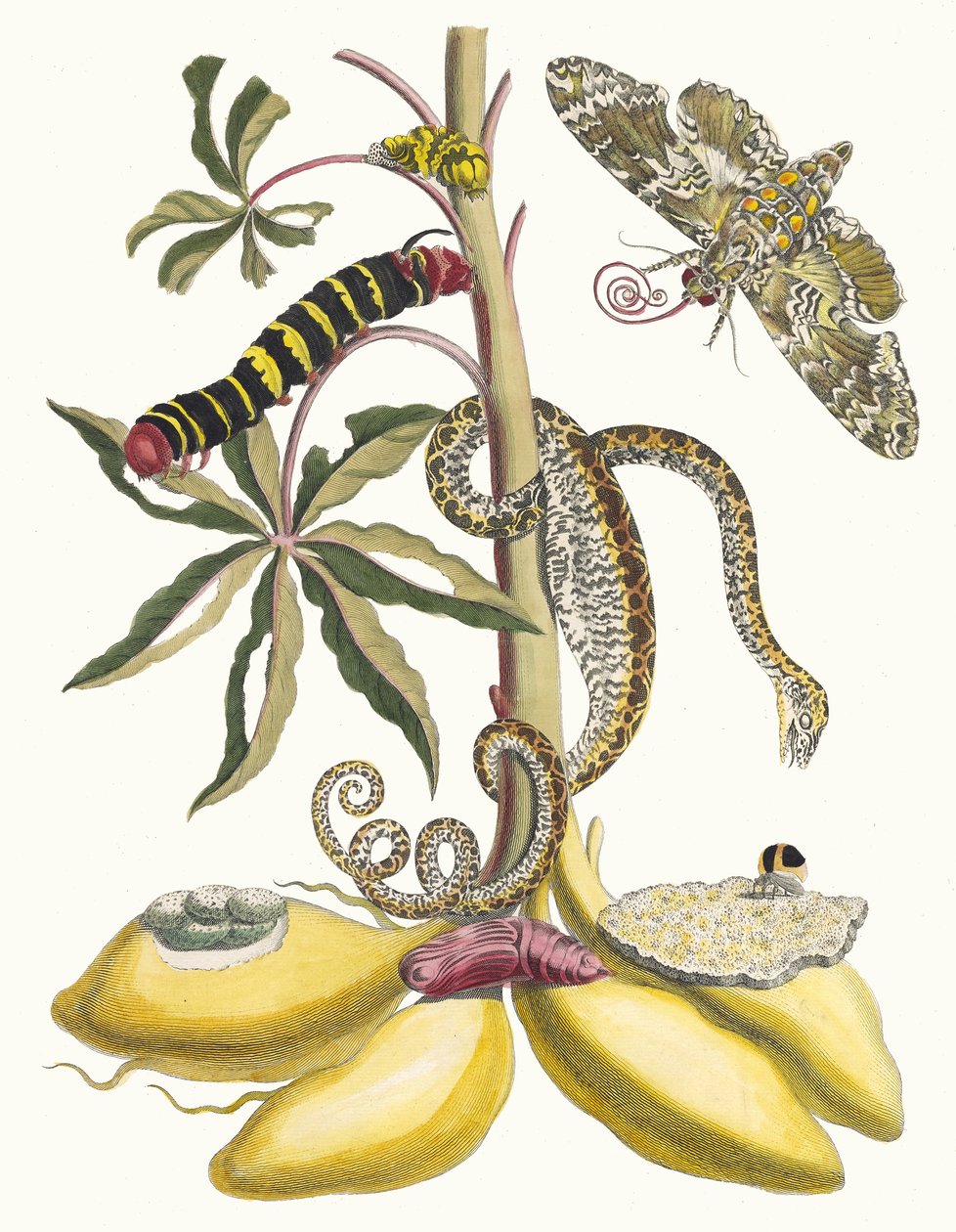 Cassave. Kirjasta Metamorphosis insectorum Surinamensium, 1705. tekijältä Maria Sibylla Merian