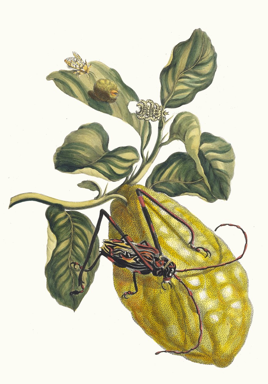 Citronier. Kirjasta Metamorphosis insectorum Surinamensium, 1705. tekijältä Maria Sibylla Merian