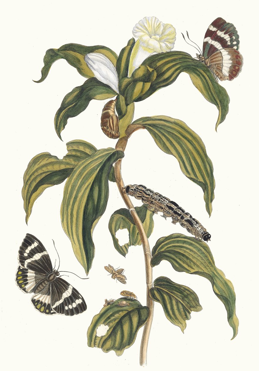 Arabian hinta. Kirjasta Metamorphosis of Surinamese insects, 1705. tekijältä Maria Sibylla Merian