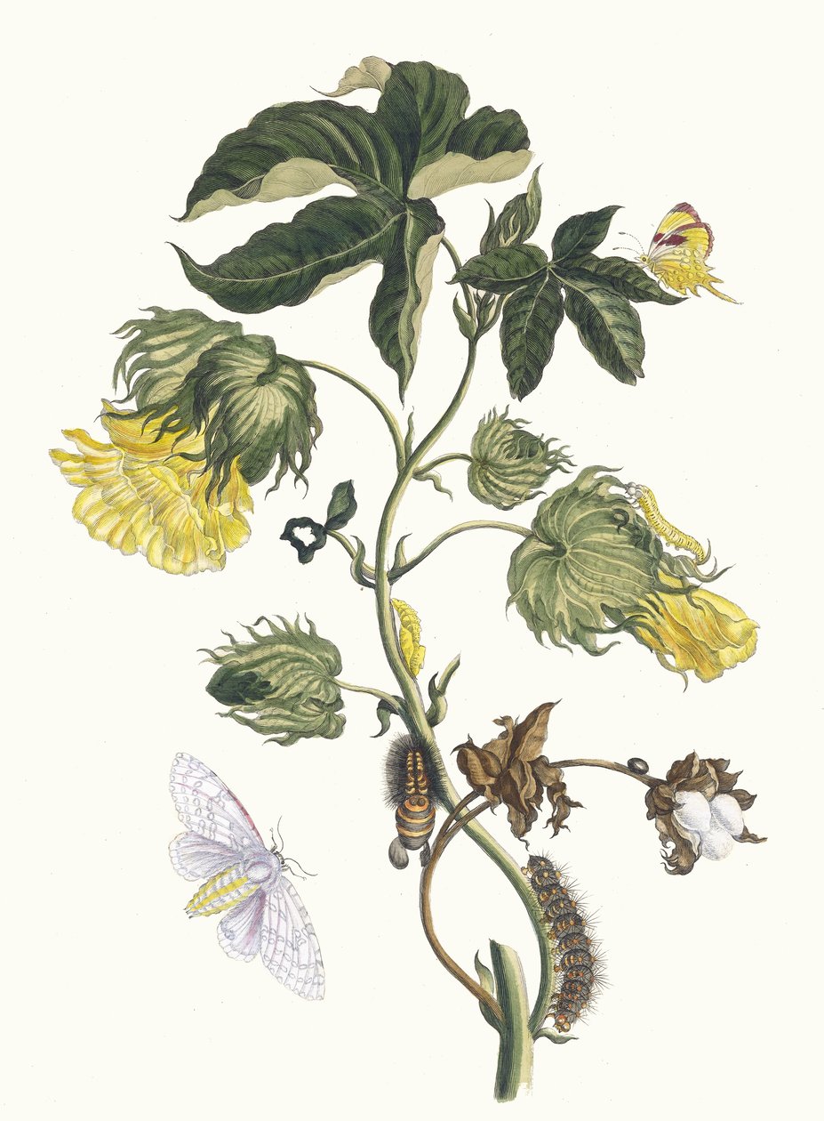 Cotonier. Kirjasta Metamorphosis insectorum Surinamensium, 1705. tekijältä Maria Sibylla Merian