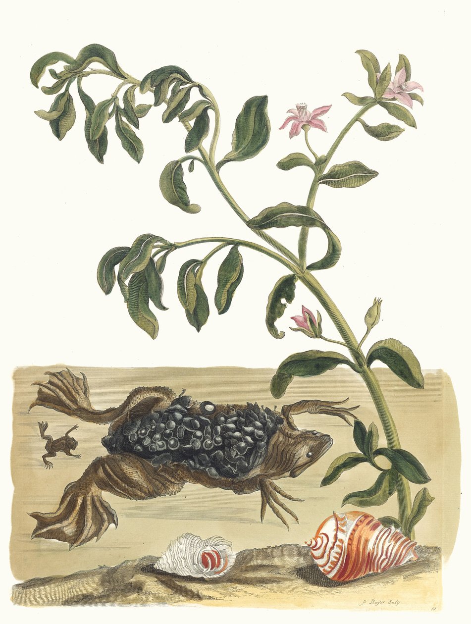 Cresson. Kirjasta Metamorphosis insectorum Surinamensium, 1705. tekijältä Maria Sibylla Merian