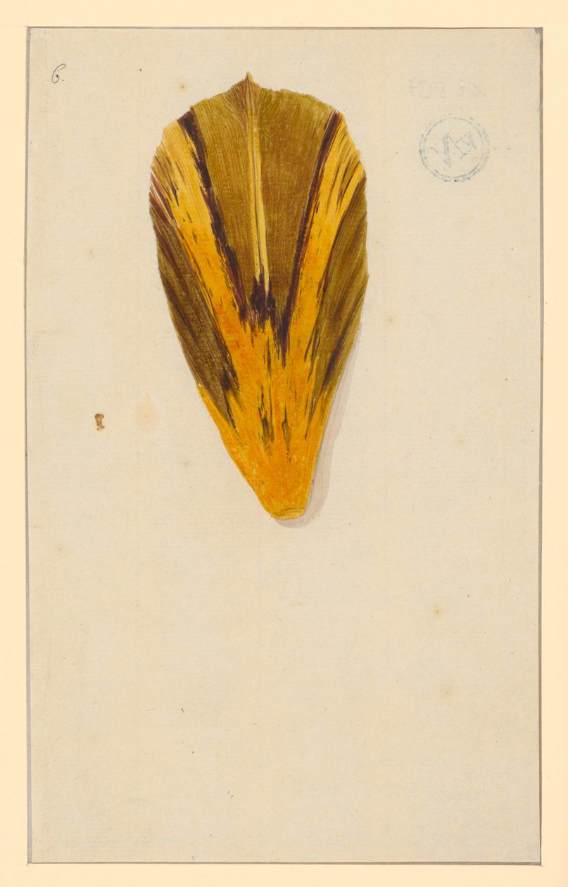 Einzelne Tulpenblätter tekijältä Maria Sibylla Merian