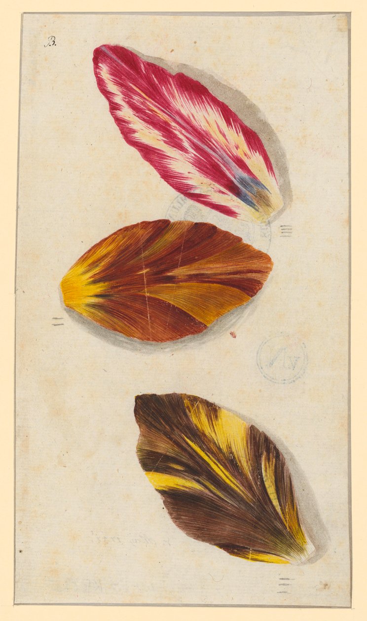 Einzelne Tulpenblätter tekijältä Maria Sibylla Merian