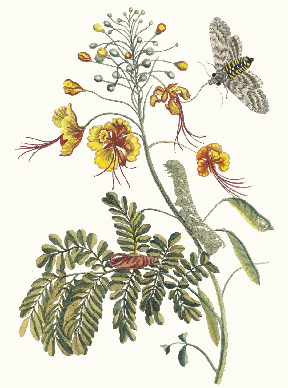 Riikinkukon kukka Kirjasta Metamorphosis of Surinamese insects, 1705. tekijältä Maria Sibylla Merian