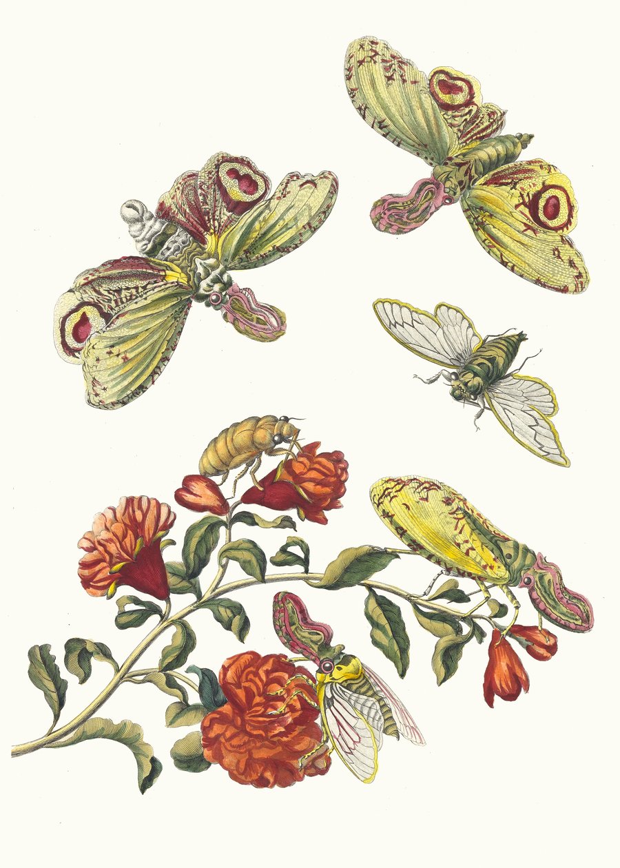 Grenadieri. Kirjasta Metamorphosis insectorum Surinamensium, 1705. tekijältä Maria Sibylla Merian