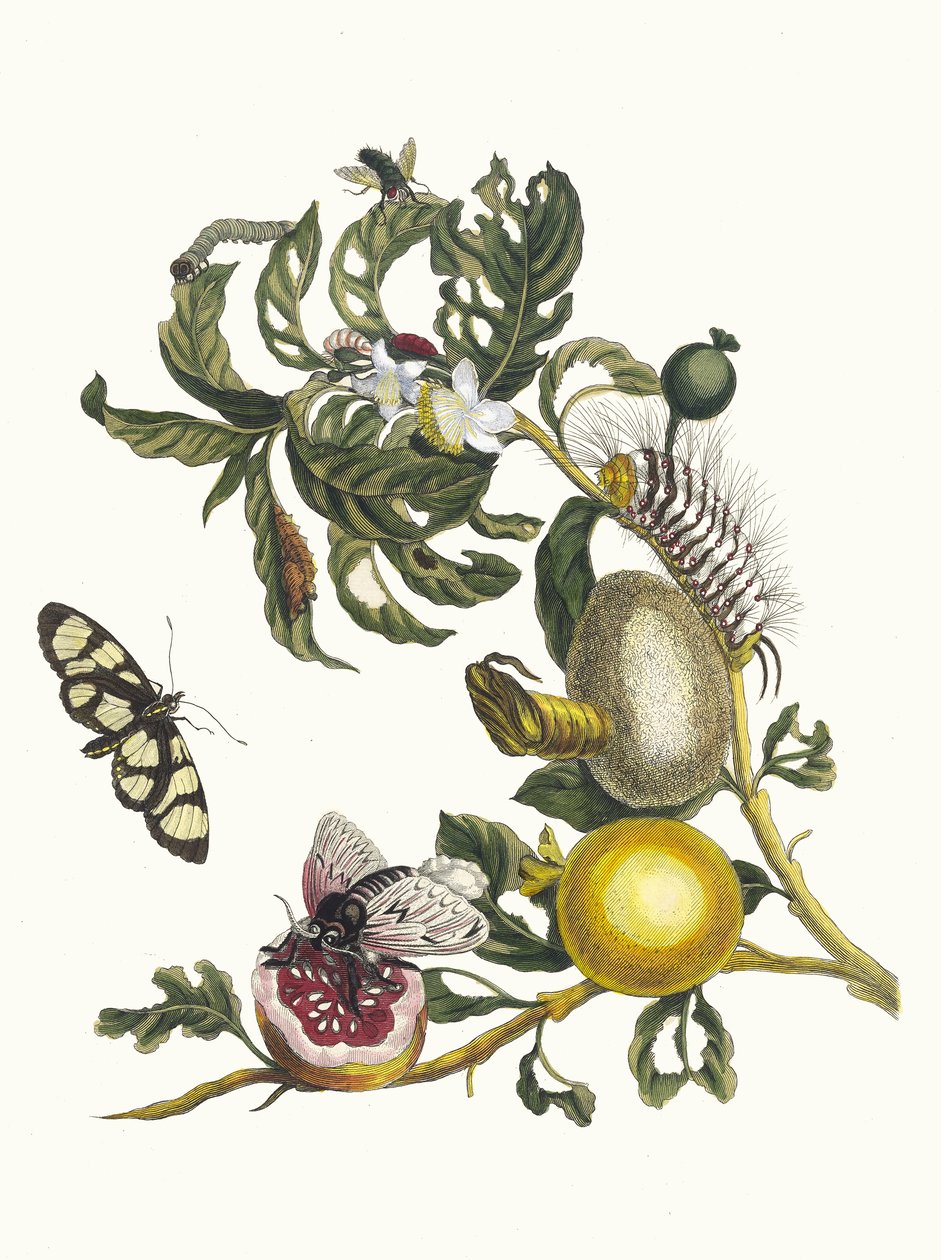 Guajaves. Kirjasta Metamorphosis insectorum Surinamensium, 1705. tekijältä Maria Sibylla Merian