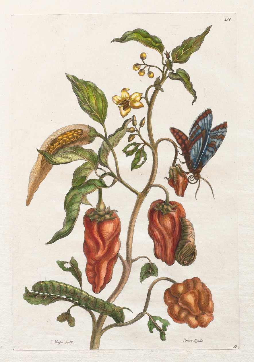 Surinamen ja Euroopan hyönteisten yleinen historia: osa I, nro 55 - Indian Pepper tekijältä Maria Sibylla Merian
