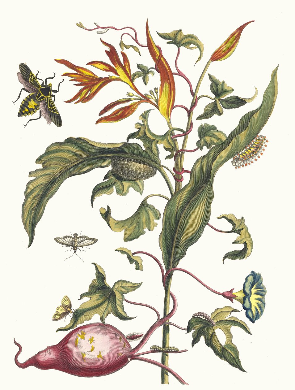 Ipomoea batatas ja Heliconia psittacum. Kirjasta Metamorphosis insectorum..., 1705. tekijältä Maria Sibylla Merian