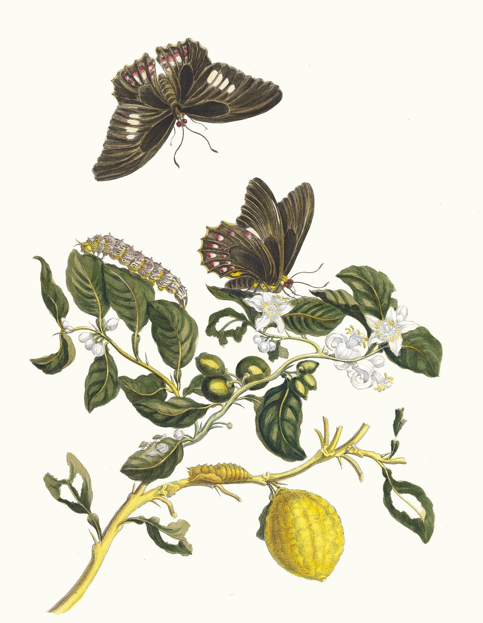 Limonier. Kirjasta Metamorphosis insectorum Surinamensium, 1705. tekijältä Maria Sibylla Merian