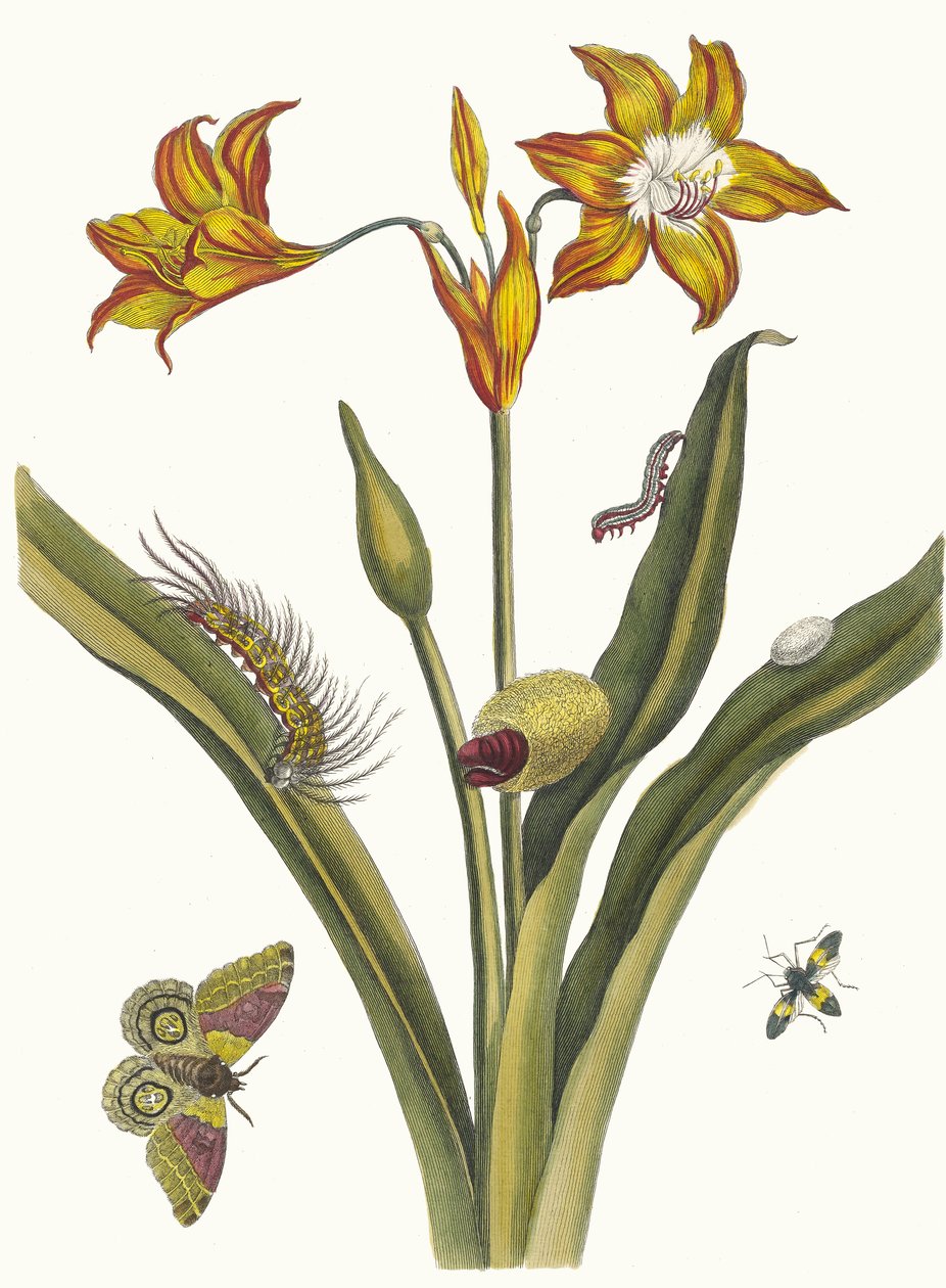 Lis Rouge. Kirjasta Metamorphosis insectorum Surinamensium, 1705. tekijältä Maria Sibylla Merian