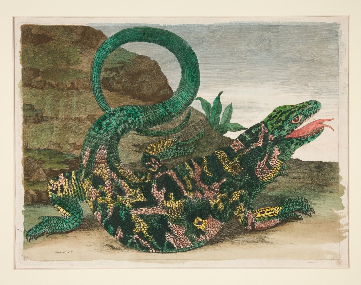 Lisko, teoksesta *Metamorphosis Insectorum Surinamensium* tekijältä Maria Sibylla Merian