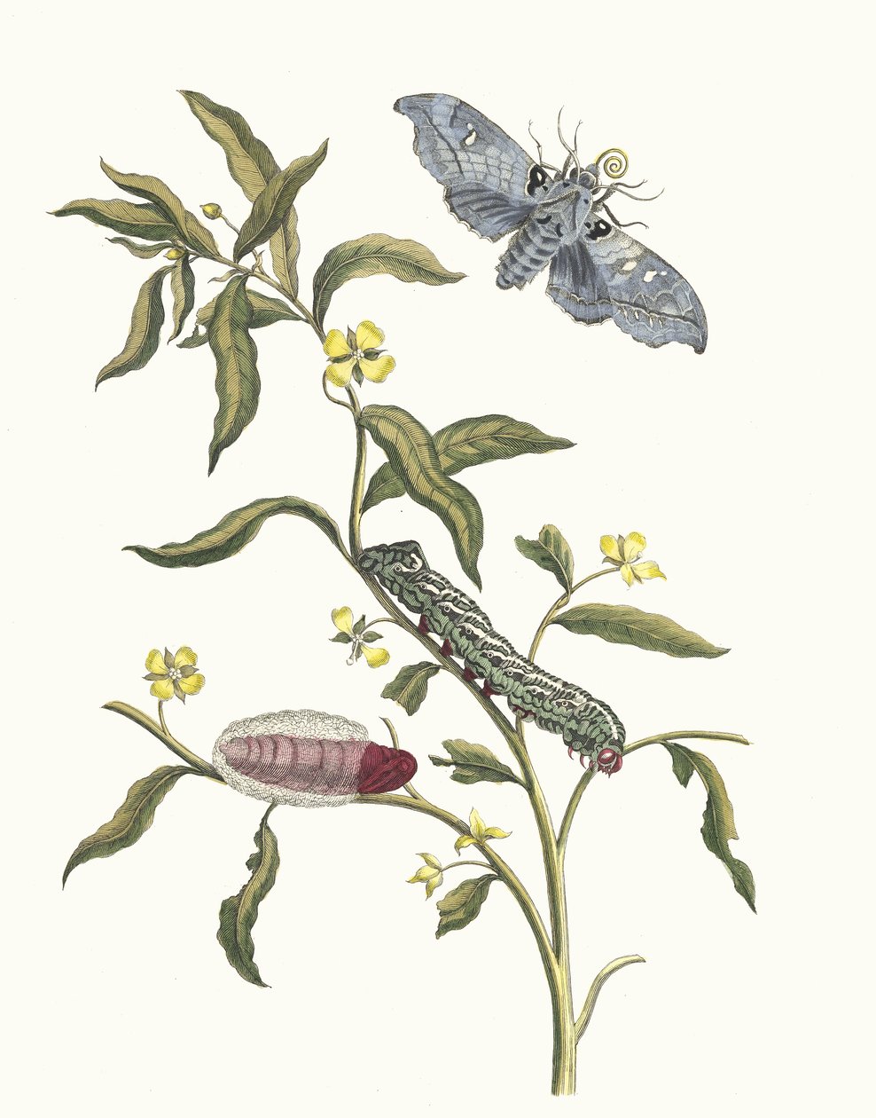 Ludwigia octovalvis. Kirjasta Metamorphosis insectorum Surinamensium, 1705. tekijältä Maria Sibylla Merian