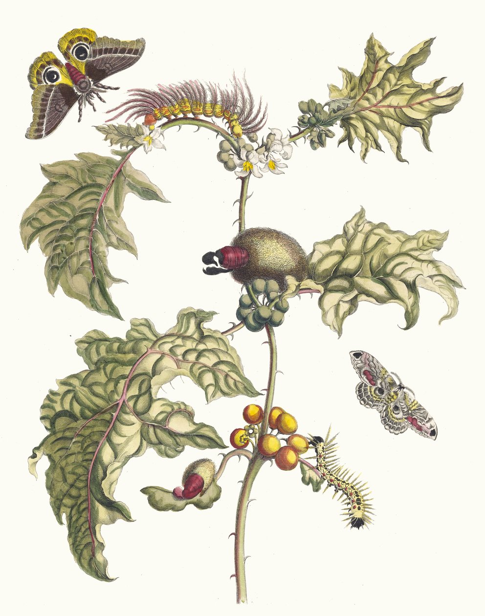 Maccai. Kirjasta Metamorphosis insectorum Surinamensium, 1705. tekijältä Maria Sibylla Merian