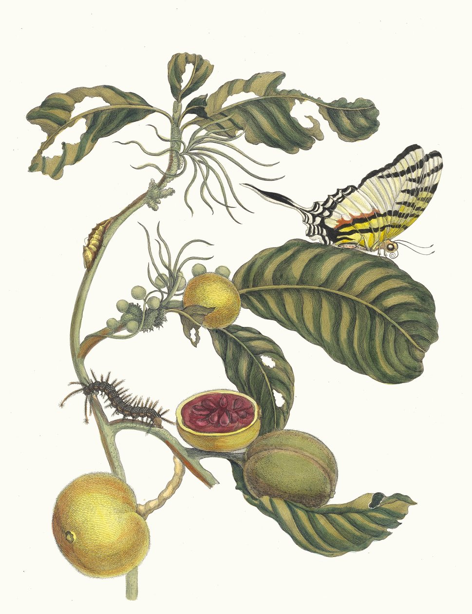 Marmelade doosjes Boom. Kirjasta Metamorphosis insectorum Surinamensium, 1705. tekijältä Maria Sibylla Merian