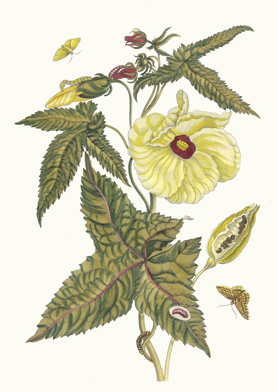 Muscus-Bloem. Del llibre Metamorphosis insectorum Surinamensium, 1705. finlandès tekijältä Maria Sibylla Merian