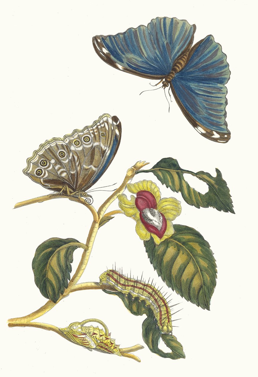 Neflier. Kirjasta Metamorphosis insectorum Surinamensium, 1705. tekijältä Maria Sibylla Merian