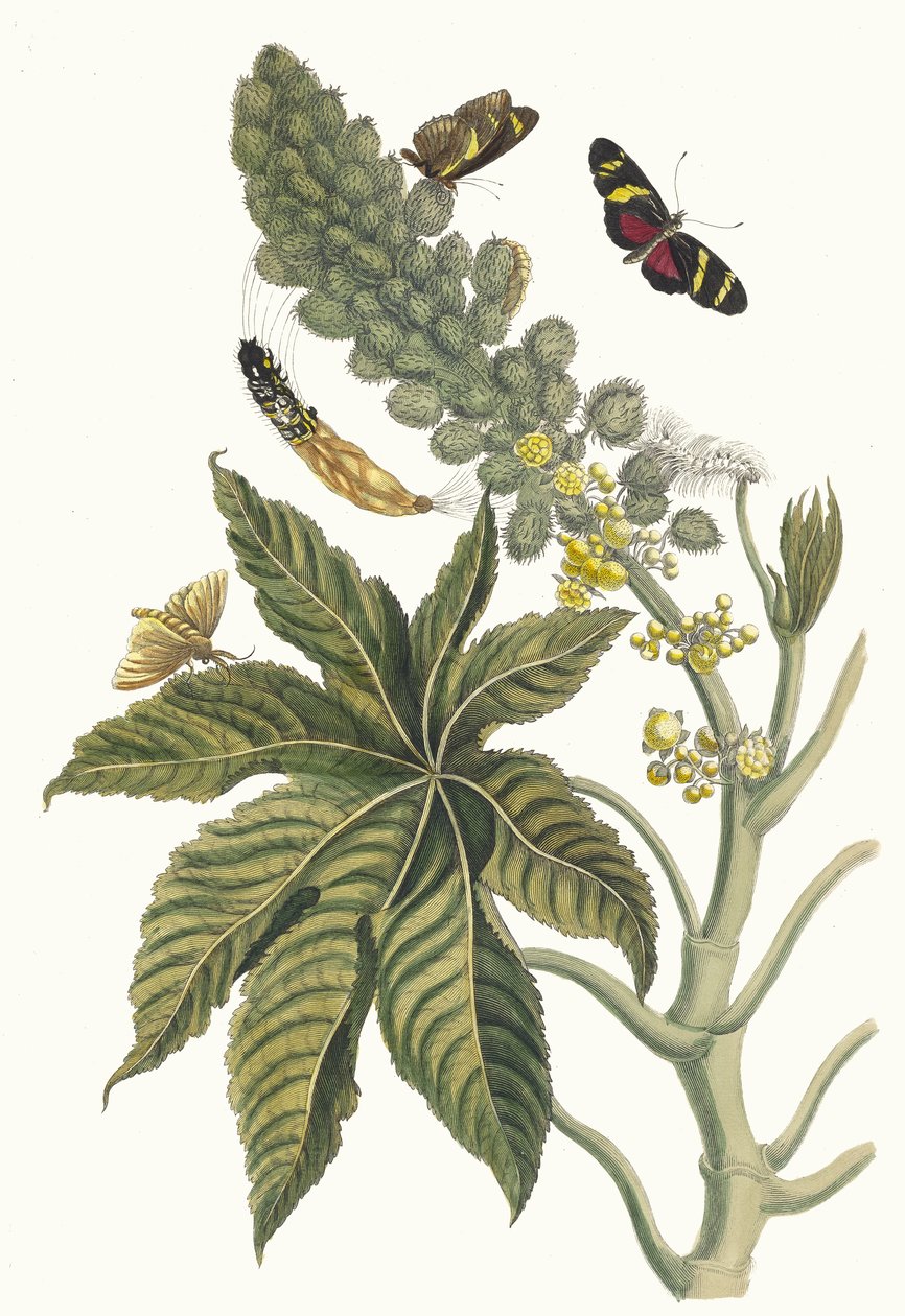 Palma Christi. Kirjasta Metamorphosis insectorum Surinamensium, 1705. tekijältä Maria Sibylla Merian