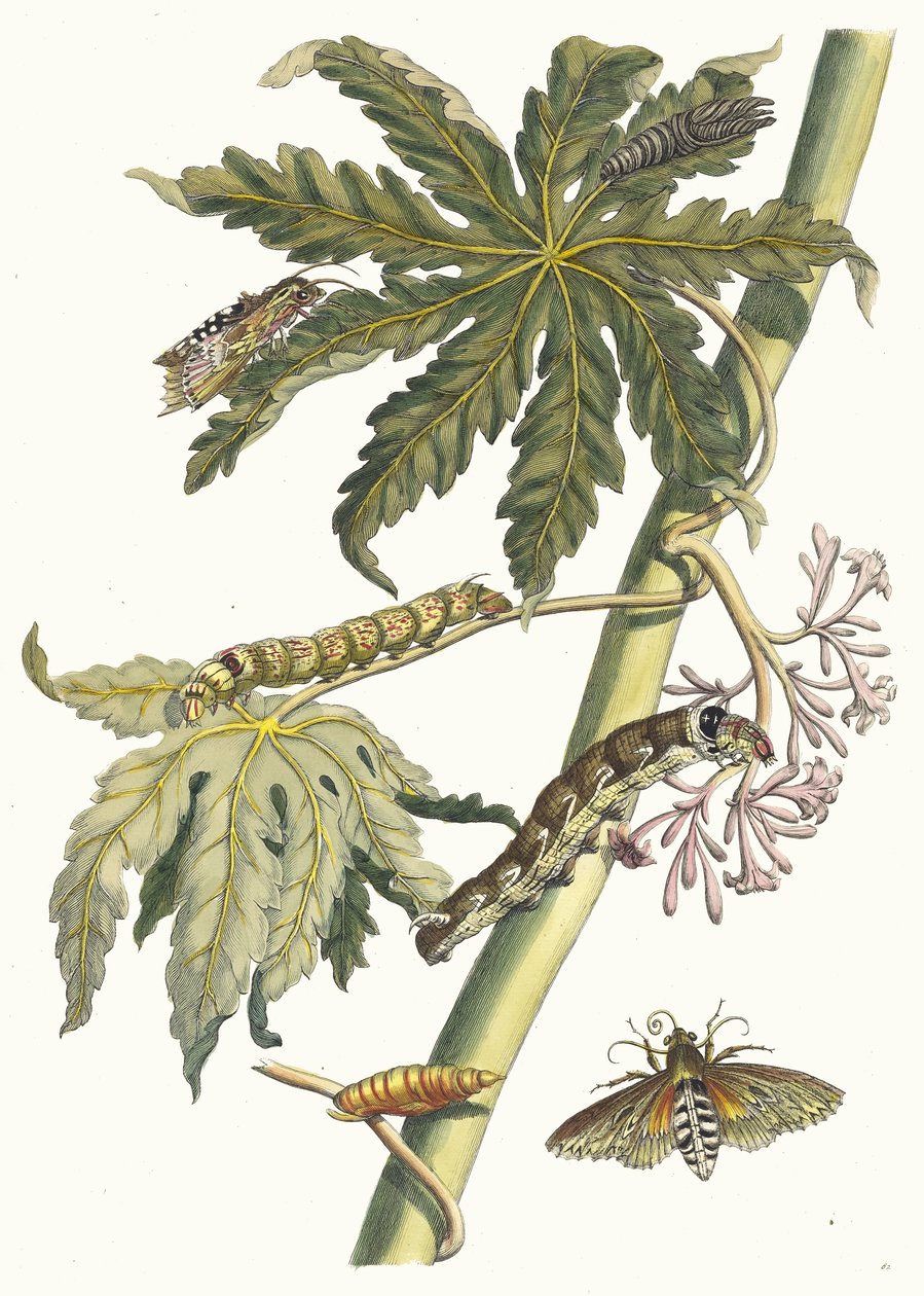 Papay. Kirjasta Metamorphosis insectorum Surinamensium, 1705. tekijältä Maria Sibylla Merian