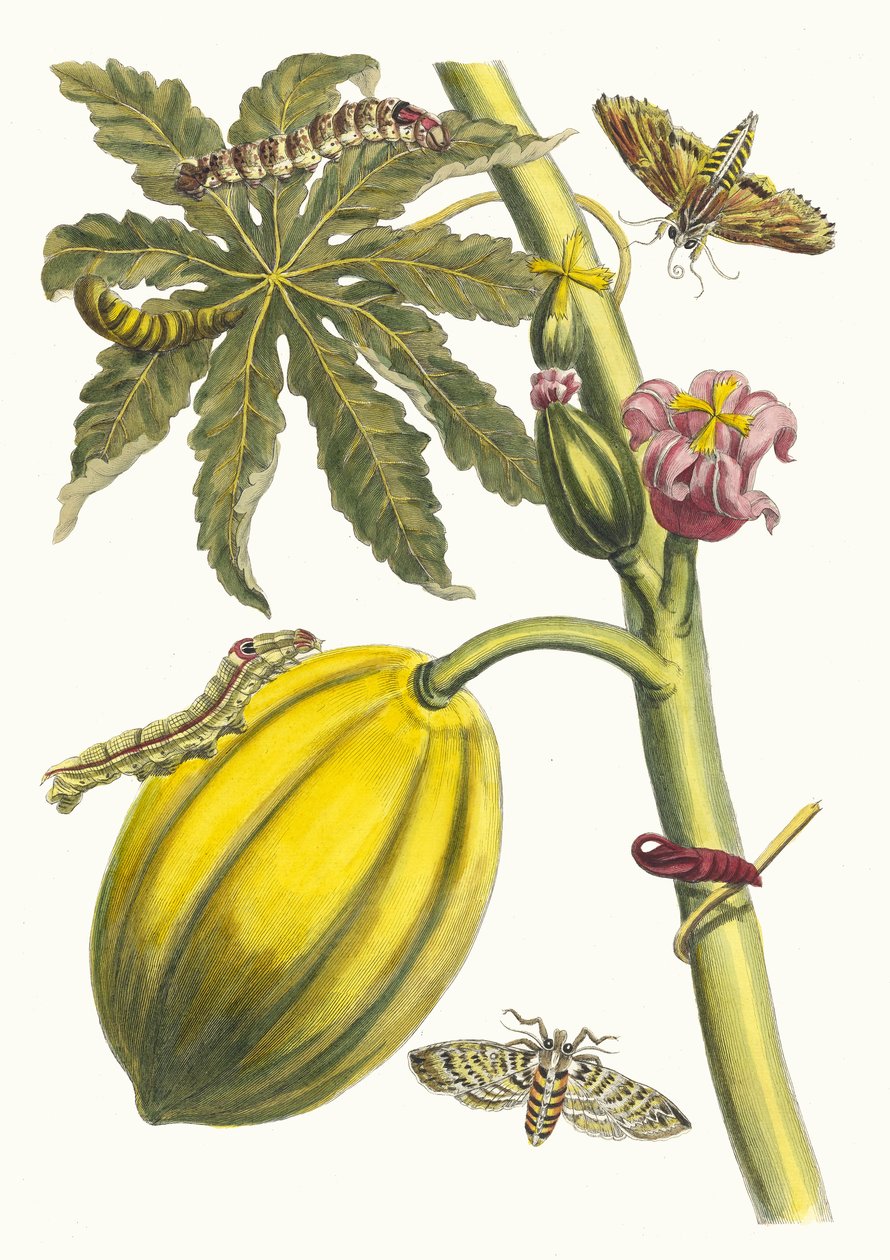 Papaija. Kirjasta Metamorphosis insectorum Surinamensium, 1705. tekijältä Maria Sibylla Merian