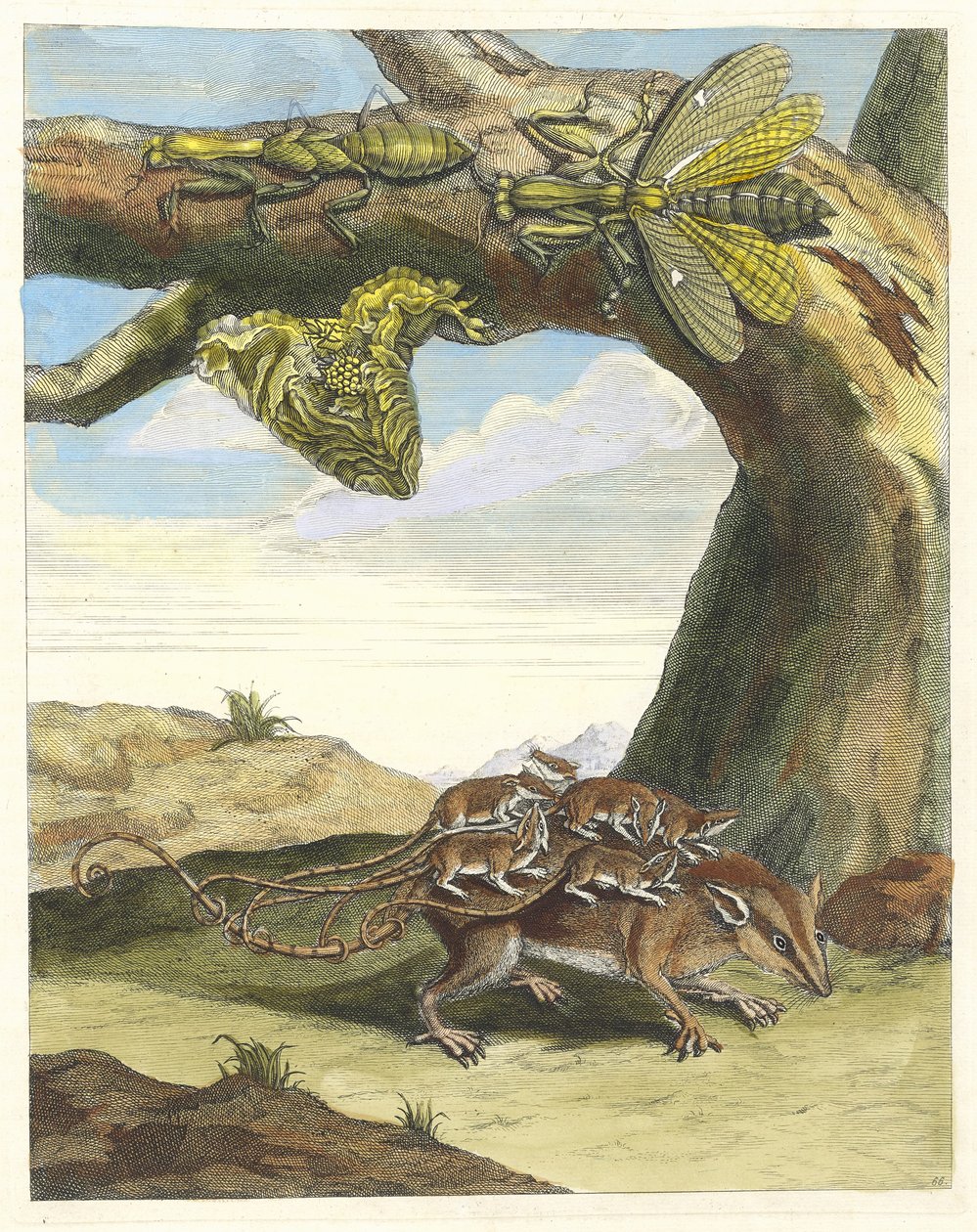 Metsän rotta. Kirjasta Metamorphosis insectorum Surinamensium, 1705. tekijältä Maria Sibylla Merian