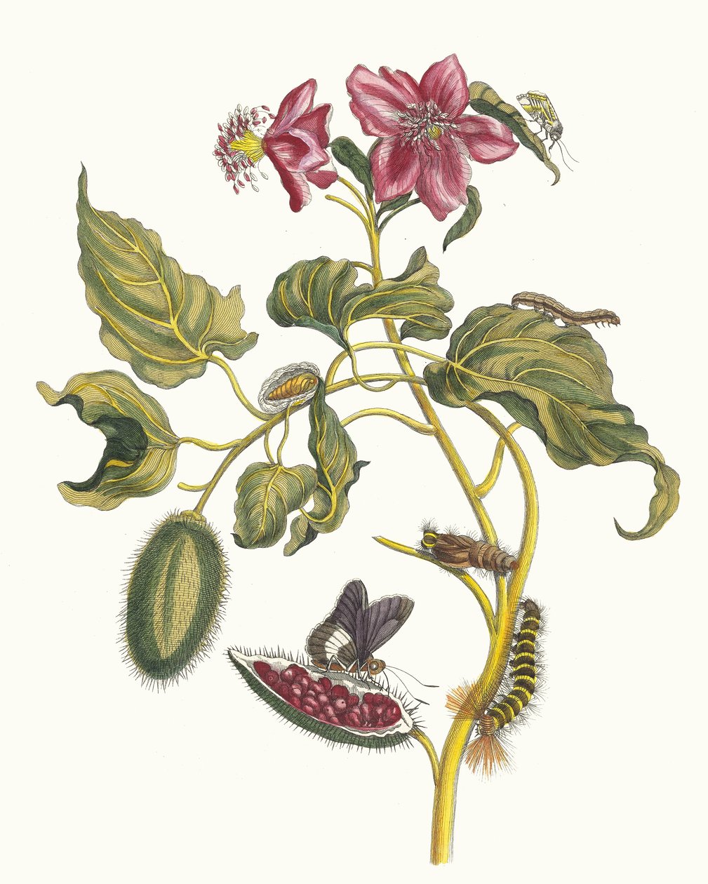 Rocu. Kirjasta Metamorphosis insectorum Surinamensium, 1705. tekijältä Maria Sibylla Merian