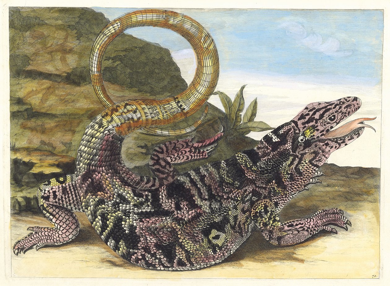 Sauvegarde. Kirjasta Metamorphosis insectorum Surinamensium, 1705. tekijältä Maria Sibylla Merian
