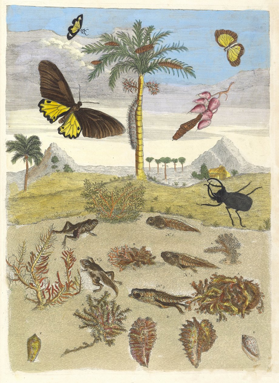 Polttarikuoriainen, sammakkoeläimet ja palmut. Kirjasta Metamorphosis insectorum..., 1705. tekijältä Maria Sibylla Merian