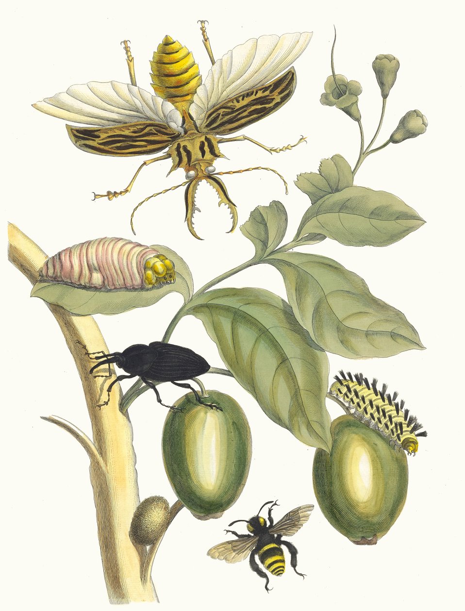 Tabrouba. Kirjasta Metamorphosis insectorum Surinamensium, 1705. tekijältä Maria Sibylla Merian