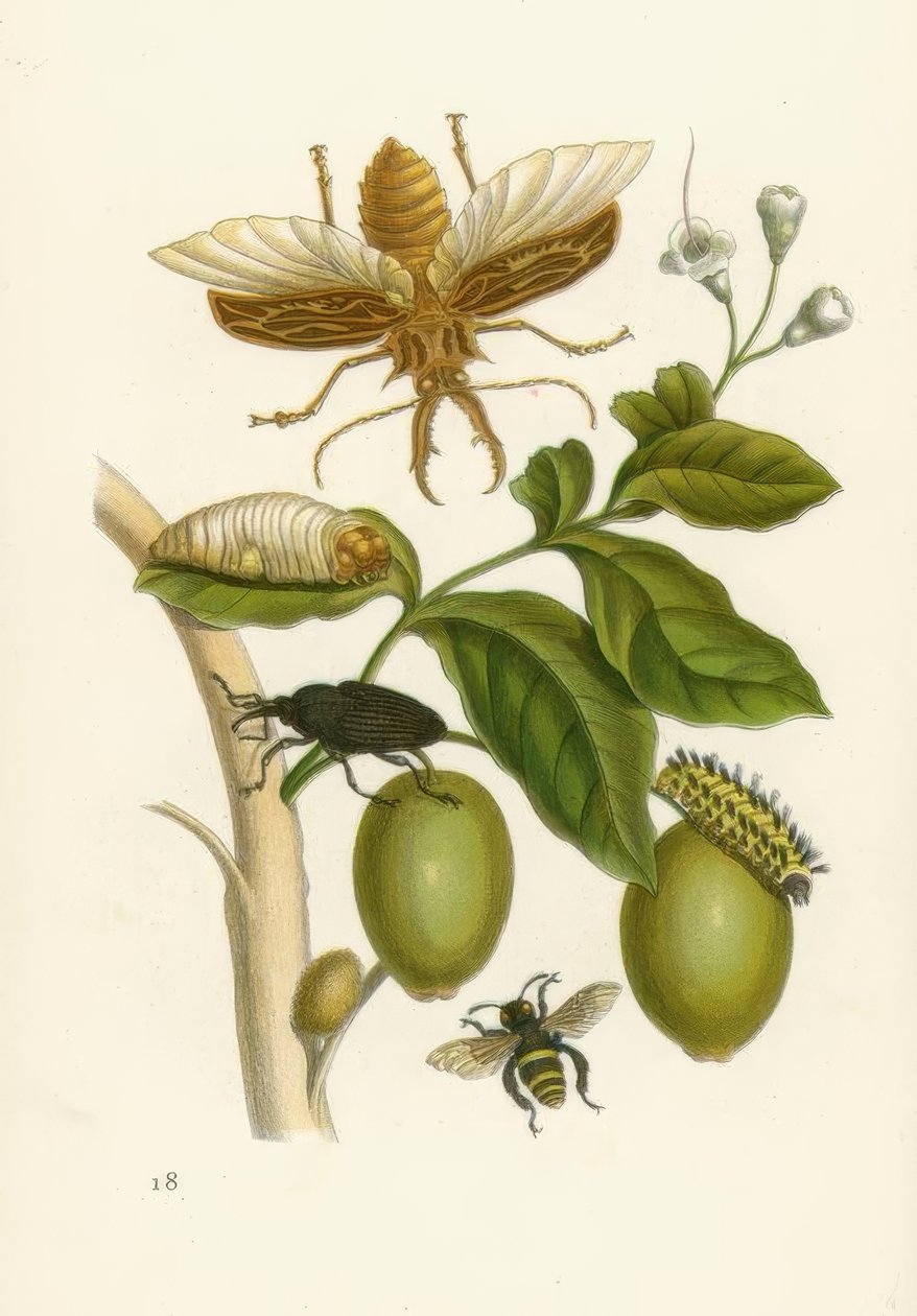 Tabroubabaum, Käfer … / M.S.Merian tekijältä Maria Sibylla Merian