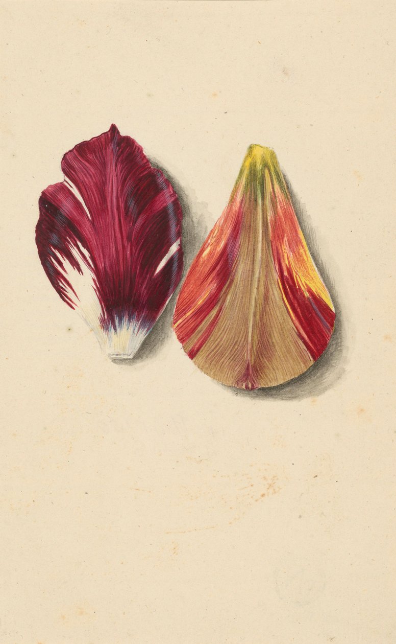Kaksi tulppaanin lehteä. tekijältä Maria Sibylla Merian