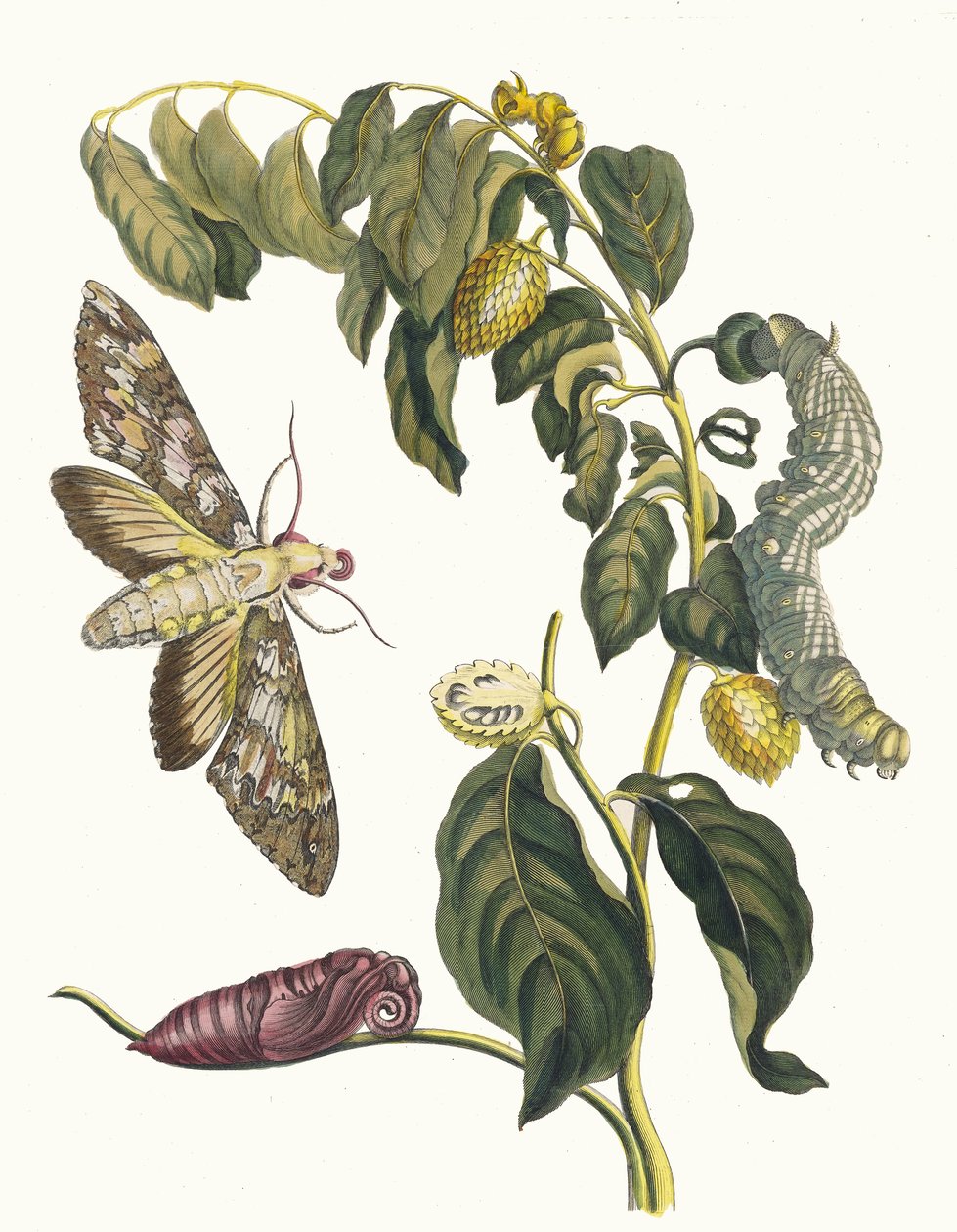 Zursak. Kirjasta Metamorphosis insectorum Surinamensium, 1705. tekijältä Maria Sibylla Merian