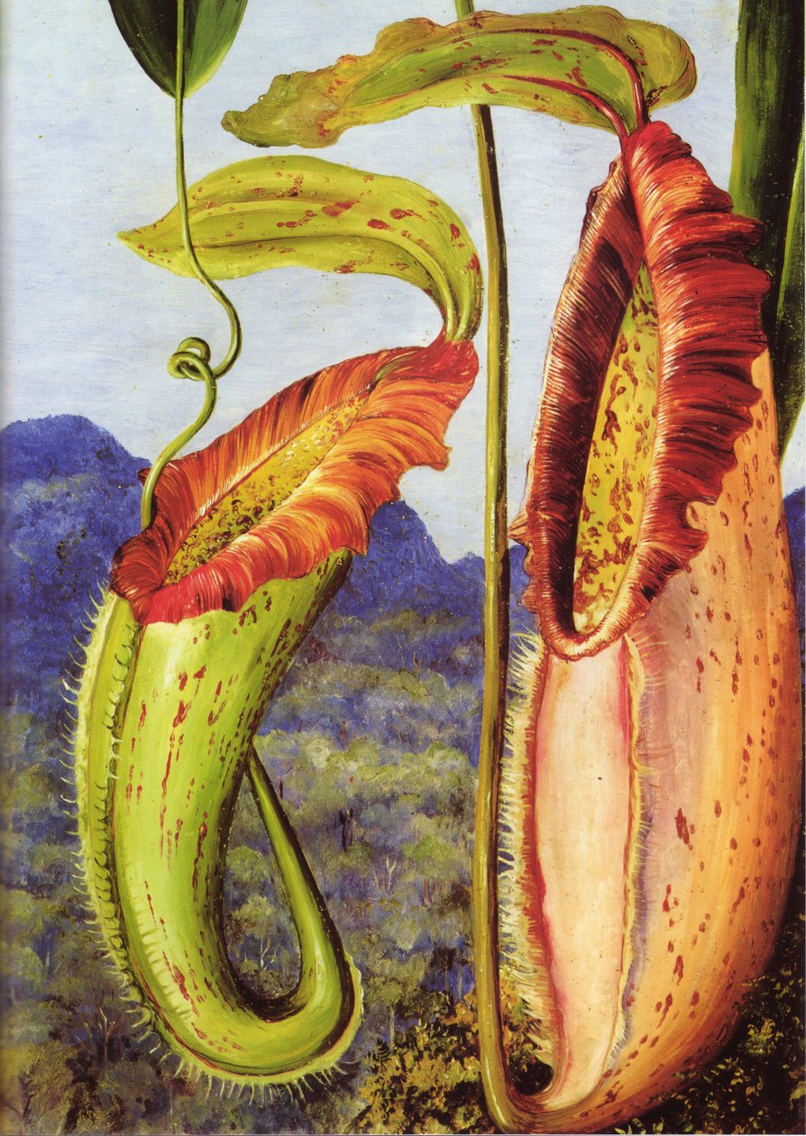 Uusi kannukasvi Sarawakin kalkkikivivuorilta, Borneo, Borneo tekijältä Marianne North