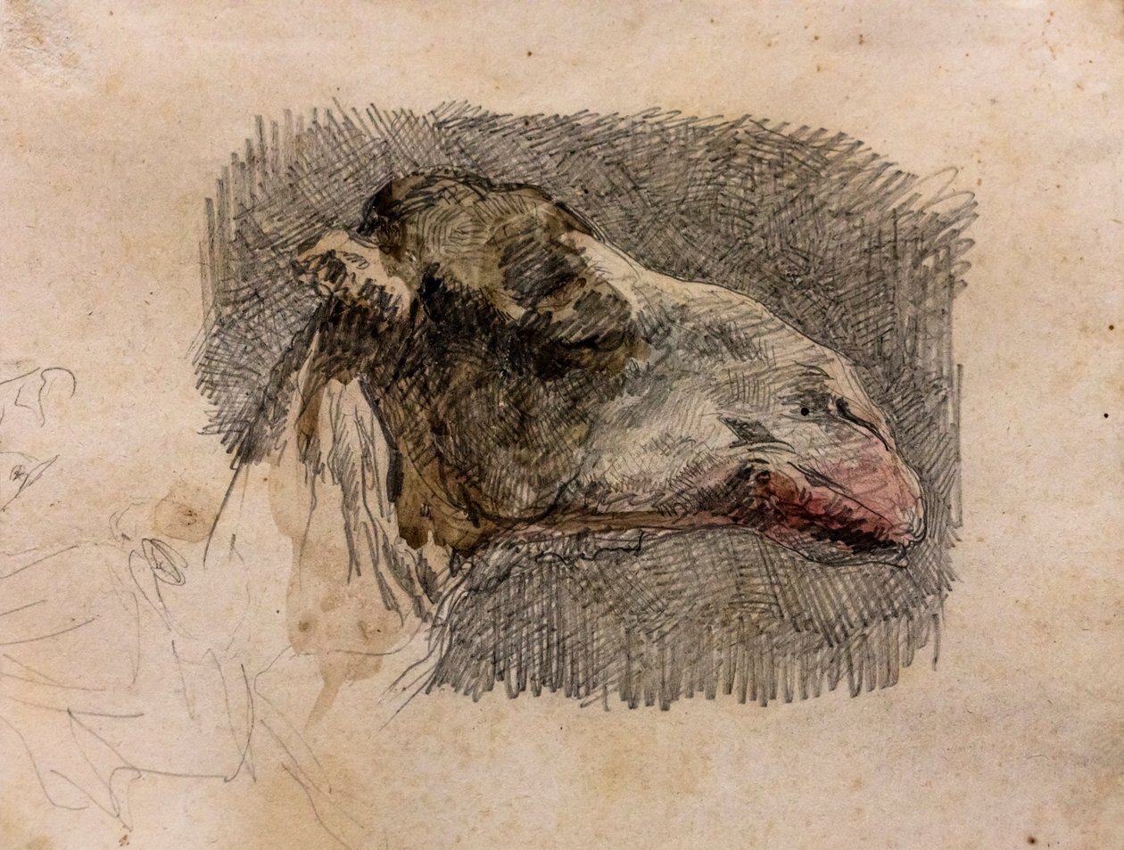 Kamelin pää, noin 1865 (grafiittikynä ja vesivärikorostukset paperilla). tekijältä Mariano Fortuny