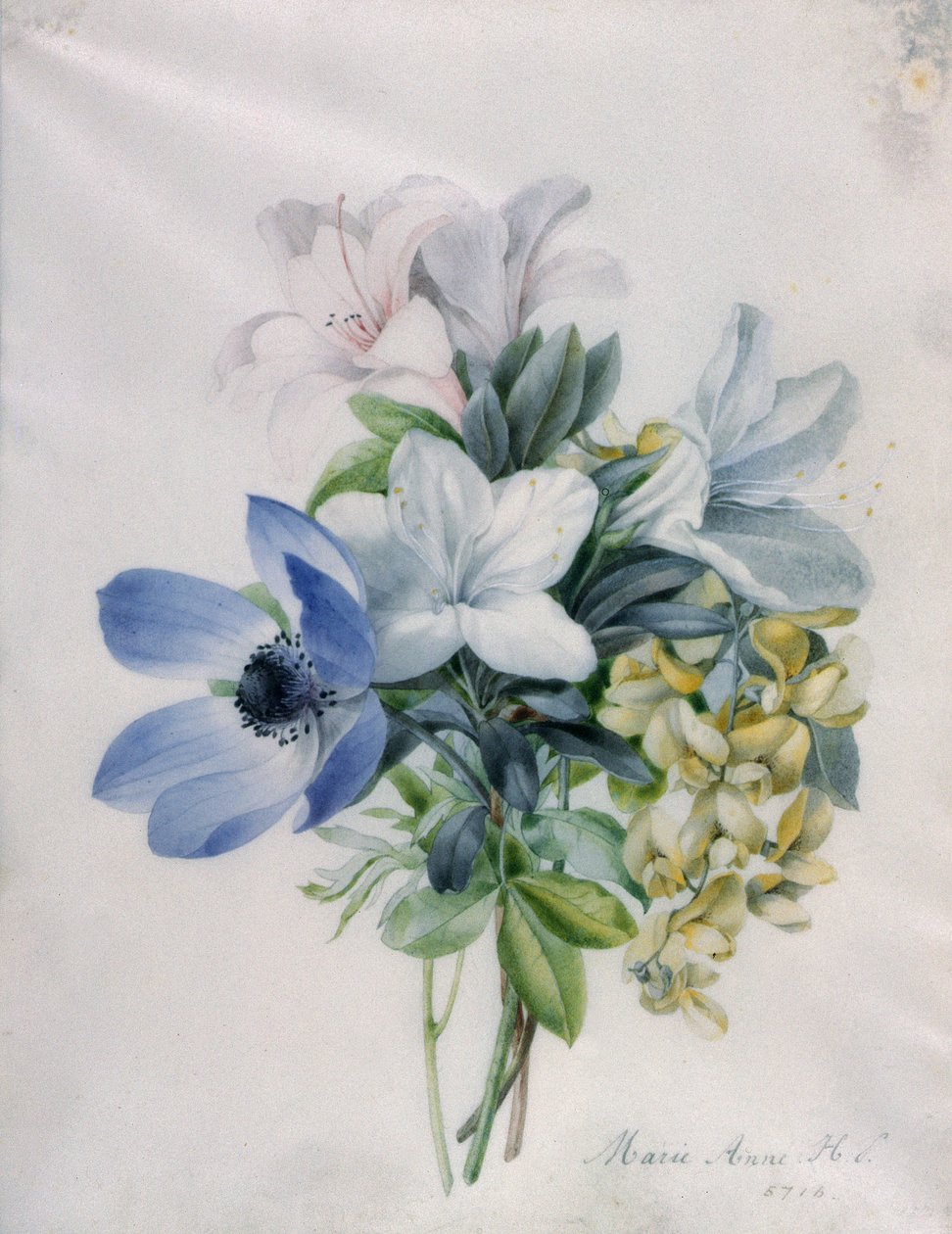 Anemone, wisteria ja laburnum tekijältä Marie Anne