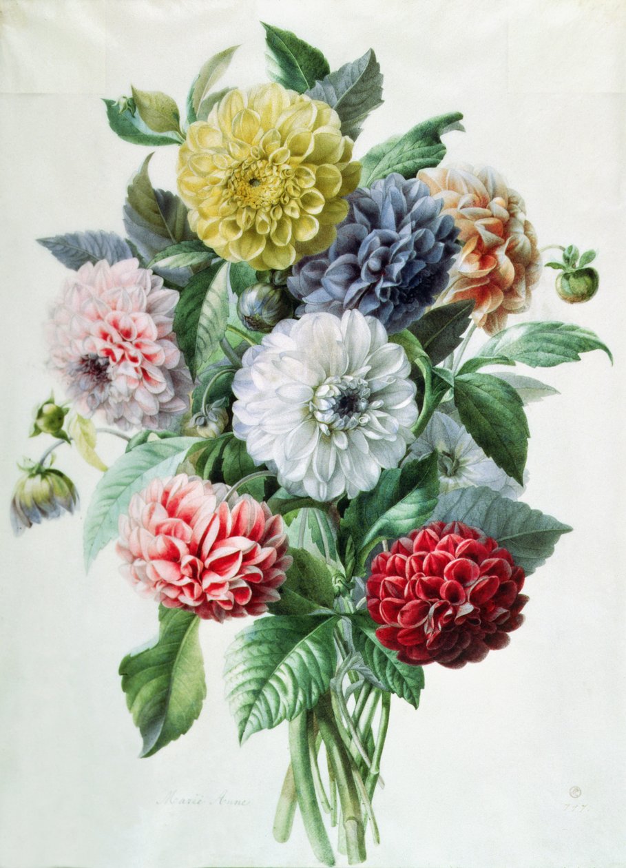 Dahlia tekijältä Marie Anne