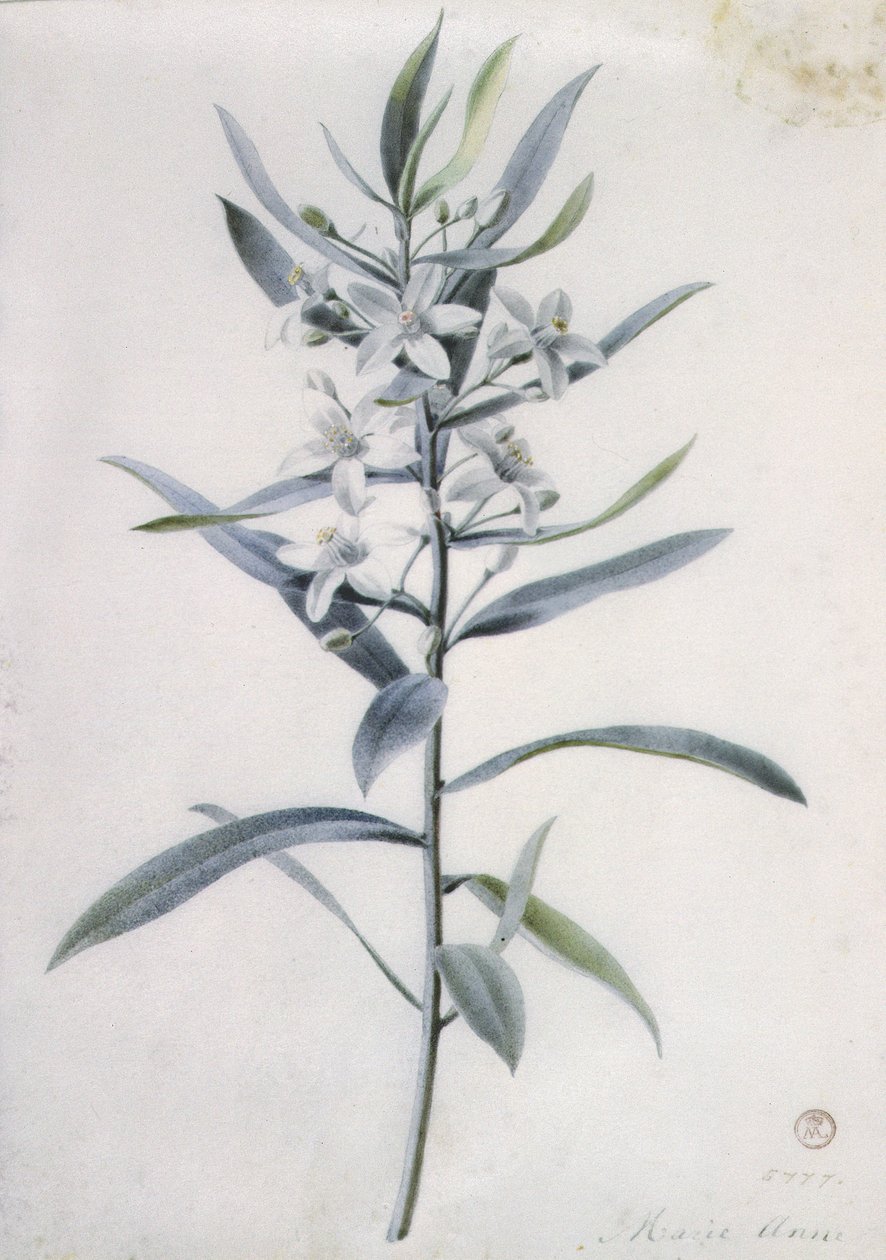 Kukkapalat, 1700-luku tekijältä Marie Anne