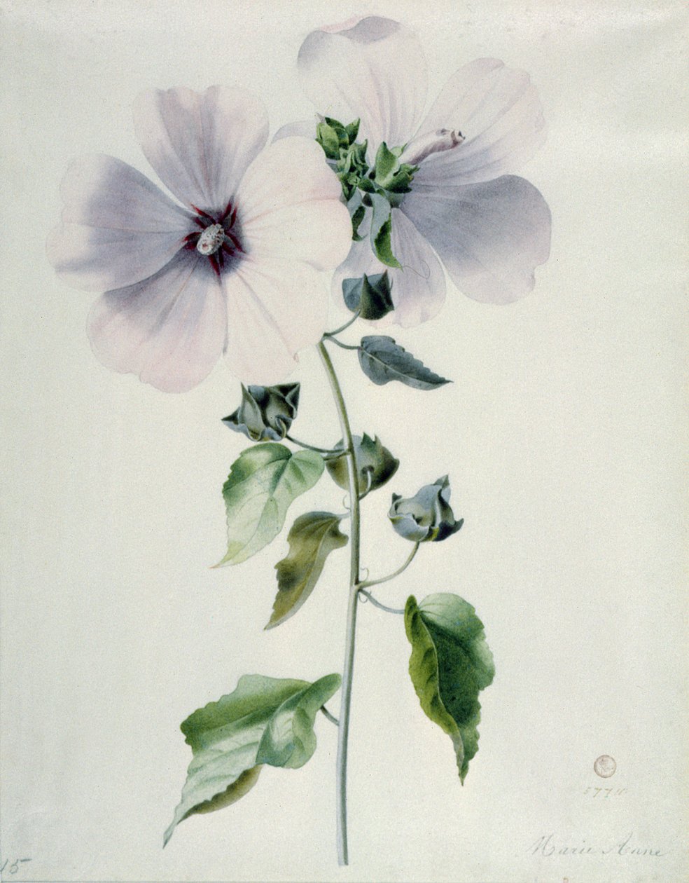 Musk Mallow, 1700-luku tekijältä Marie Anne