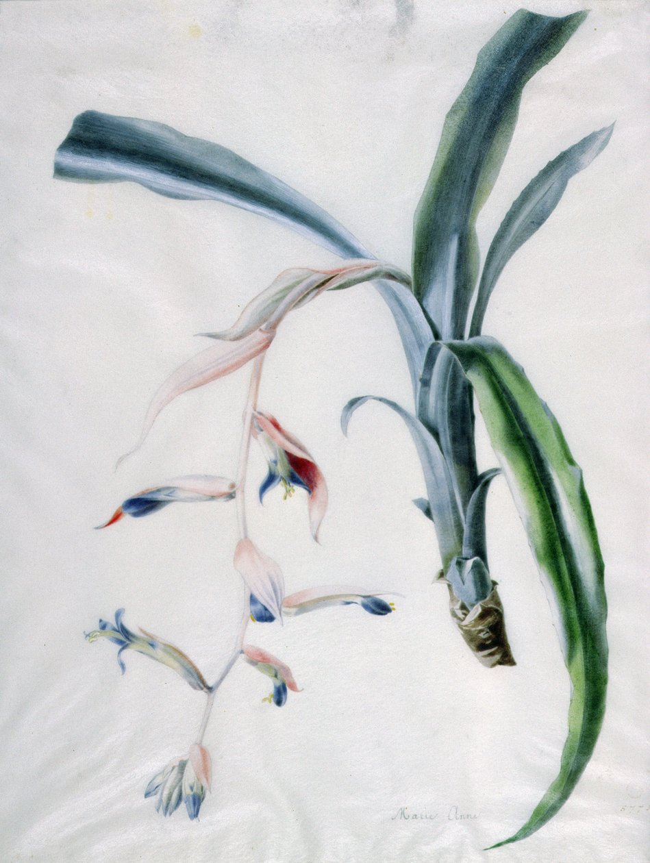 Orkidea, 1700-luku tekijältä Marie Anne