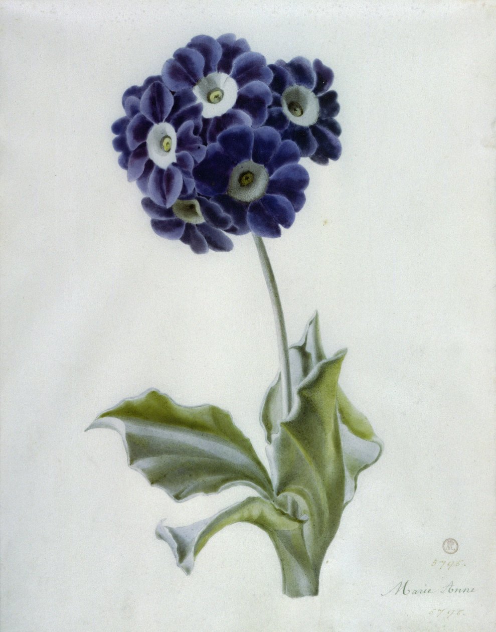 Polyanthus tekijältä Marie Anne